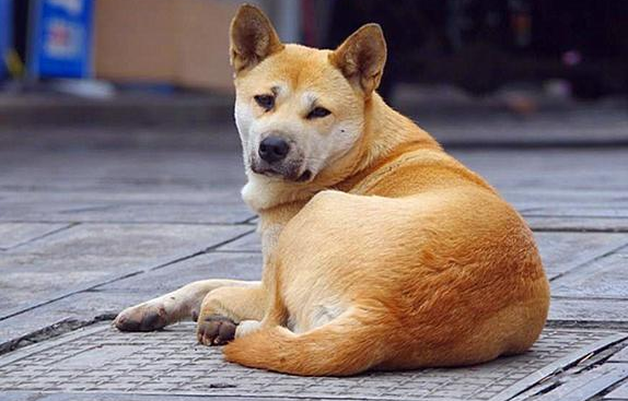 狗狗还得出门买菜？狗子的个人行为令人所了解(图1)