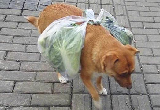 狗狗还得出门买菜？狗子的个人行为令人所了解(图2)