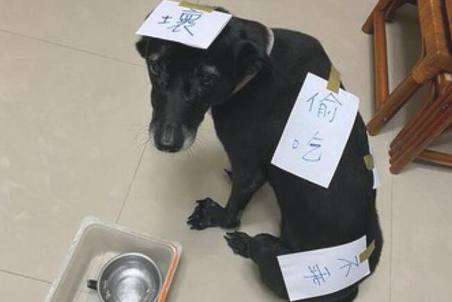 狗狗偷吃了猫罐头 主人在紙上写毛笔字随即贴在的身上(图1)
