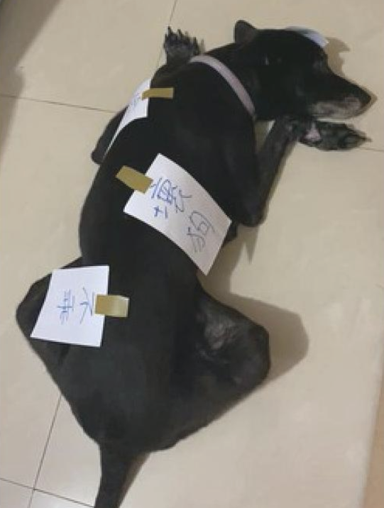 狗狗偷吃了猫罐头 主人在紙上写毛笔字随即贴在的身上(图2)