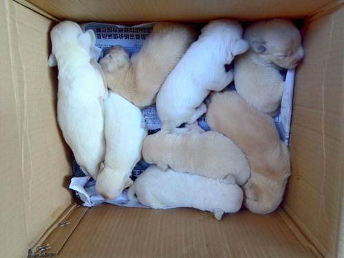 拉布拉多被打了情绪低落吗？在看以上内容自然就明白了(图1)