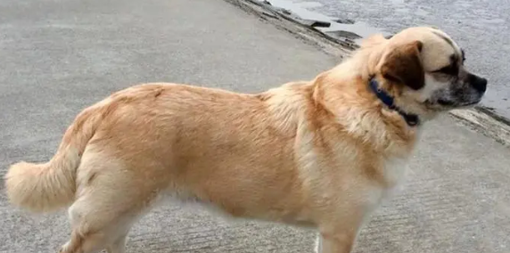 为帮狗狗排毒瘦身 准备吃荤？(图1)