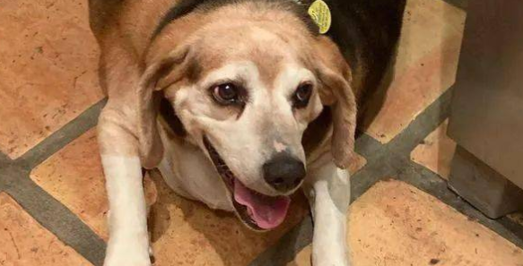 为帮狗狗排毒瘦身 准备吃荤？(图2)