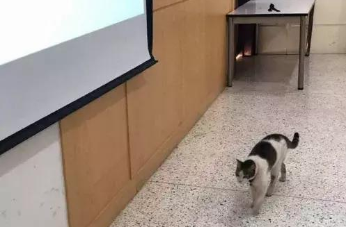 一只流浪猫冲进教室 霸占了两个座位倒头大睡 点都不客气(图1)