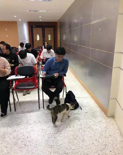 一只流浪猫冲进教室 霸占了两个座位倒头大睡 点都不客气(图2)