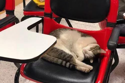 一只流浪猫冲进教室 霸占了两个座位倒头大睡 点都不客气(图4)