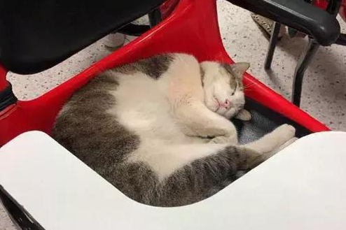 一只流浪猫冲进教室 霸占了两个座位倒头大睡 点都不客气(图5)