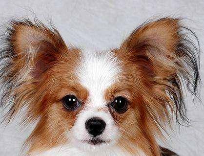 蝴蝶犬拉肚子啊该怎么办？先弄明白原因再针对性治疗(图1)