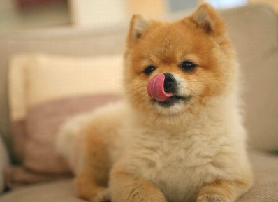 切记！狗狗肌肤过敏掉毛该咋办？(图2)