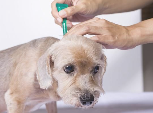 切记！狗狗肌肤过敏掉毛该咋办？(图1)