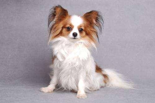 蝴蝶犬总是打颤这是怎么回事？栏里点下你是不是那些个问题(图1)