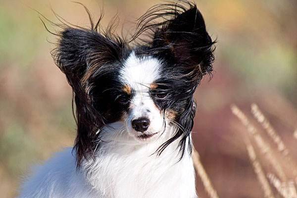 蝴蝶犬总是打颤这是怎么回事？栏里点下你是不是那些个问题(图2)