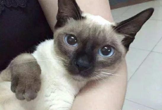 在垃圾堆里捡了只猫 朋友见到后都说赚大了 听说后来明白以前是这样(图2)