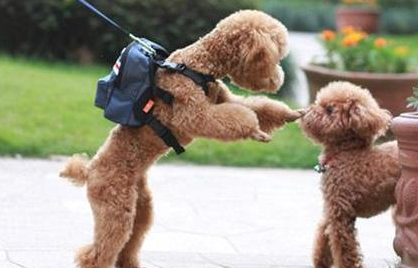 爱狗狗的人 都不会把这几句话挂在嘴边 我只希望一句没说！(图1)