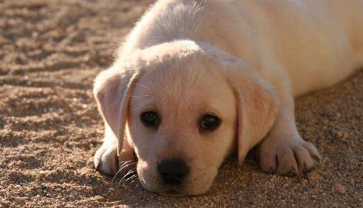 边牧和拉布拉多哪个好？来听一下养宠达人怎么说(图1)