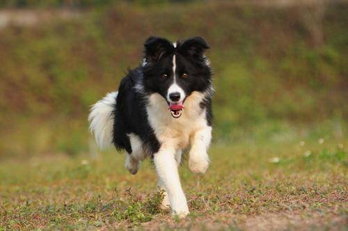 边牧和拉布拉多哪个好？来听一下养宠达人怎么说(图3)