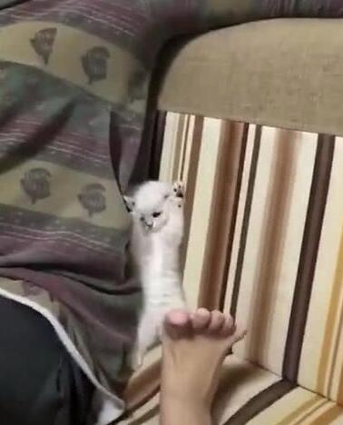 小奶猫见主人伸出脚 站在沙发上两爪举起手(图4)