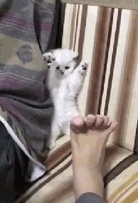 小奶猫见主人伸出脚 站在沙发上两爪举起手(图1)