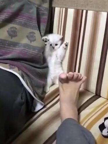 小奶猫见主人伸出脚 站在沙发上两爪举起手(图2)