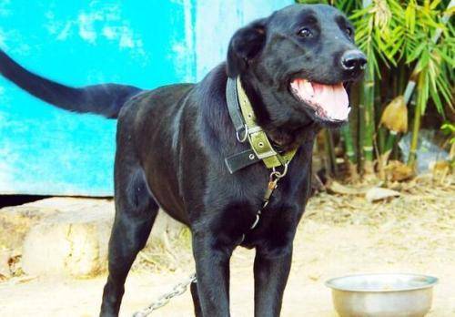 拉布拉多补钙浓度过高的症状 最确实的就是这几种(图3)