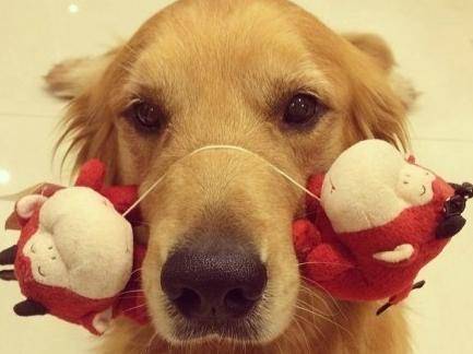 拉布拉多补钙浓度过高的症状 最确实的就是这几种(图2)