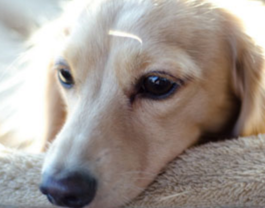 狗狗拉稀需不是需要给他们平时多喝水(图1)