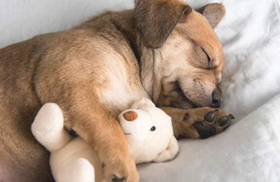 狗狗拉稀需不是需要给他们平时多喝水(图2)