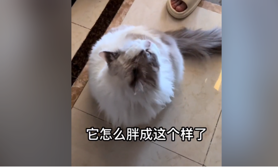 充当喵中仙女的布偶猫 今天却胖揍了我两天(图1)