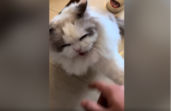 充当喵中仙女的布偶猫 今天却胖揍了我两天(图2)