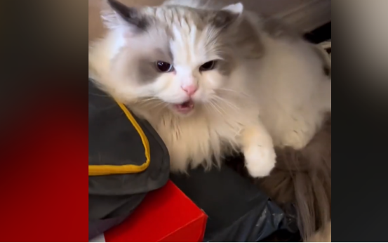 充当喵中仙女的布偶猫 今天却胖揍了我两天(图3)