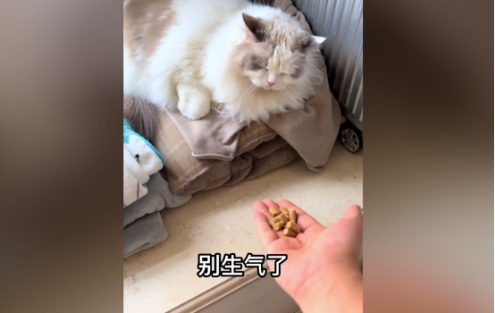 充当喵中仙女的布偶猫 今天却胖揍了我两天(图5)