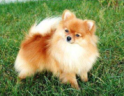 纯种拉布拉多蝴蝶犬是什么东西样的？这几点特征要记住了(图3)