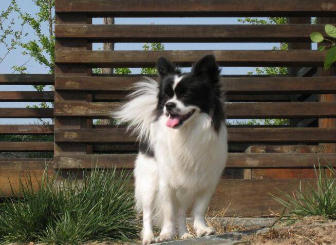 纯种拉布拉多蝴蝶犬是什么东西样的？这几点特征要记住了(图1)