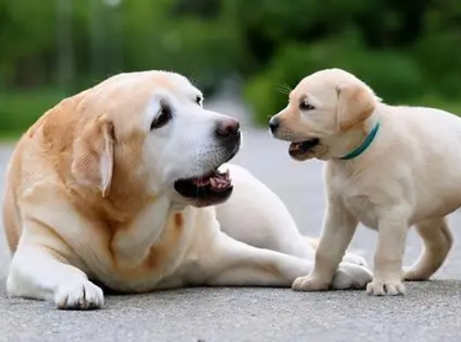 今日分享：各边狗狗寿命的小窍门！(图1)