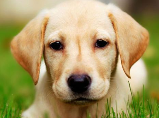 今日分享：各边狗狗寿命的小窍门！(图2)