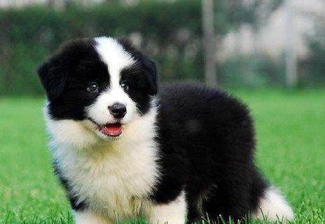 蝴蝶犬和边牧的区别 肉眼可见的区别太明显(图1)