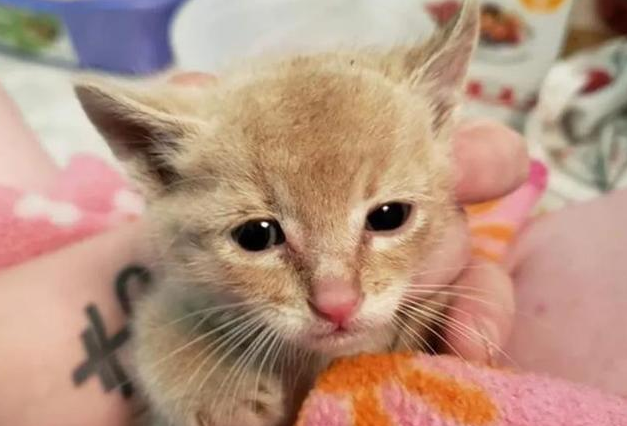 三只小猫历险记 偷跑进小伙家中 酒饱饭足后躺沙发上大睡(图4)