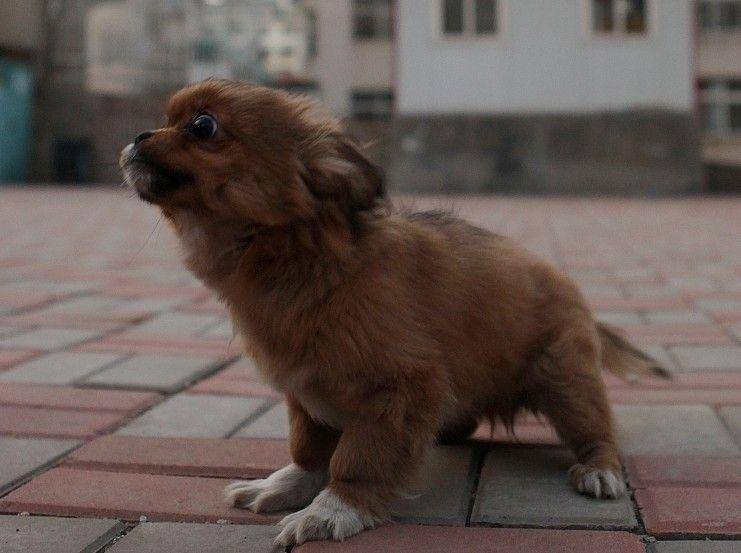 蝴蝶犬要多久洗次澡 像是是根据自身的情况来的(图2)