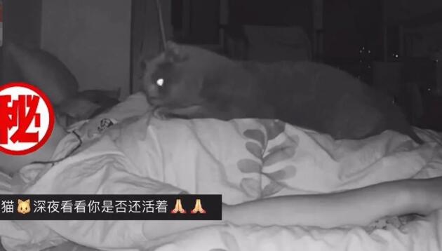 男子每天7点起床都觉着很累啊 查看监控发现是只猫：看看你如何确定还活着的(图2)