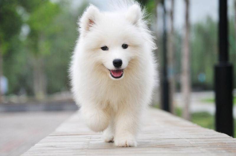 萨摩耶比较适合有什么人养 五种都行吧养它的人群(图1)