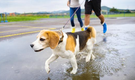 这几种遛狗方法 对狗狗伤害挺大 比较好极为严重的会“索命”(图1)