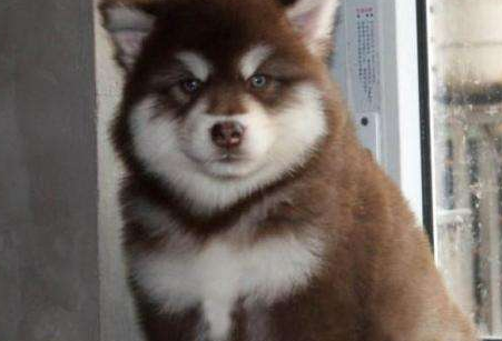 阿拉斯加喂什么东西长得快？不如我试试看这个(图2)