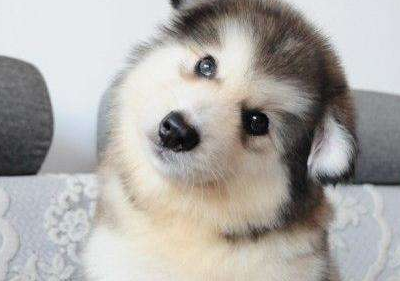 阿拉斯加喂什么东西长得快？不如我试试看这个(图1)