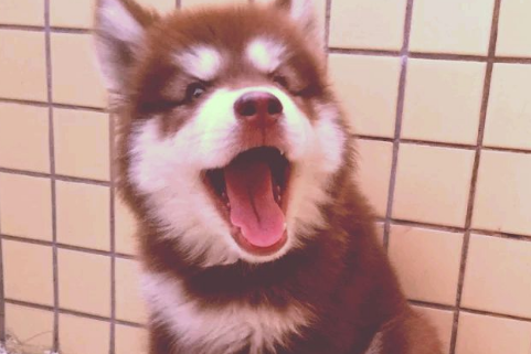 阿拉斯加喂什么东西长得快？不如我试试看这个(图3)