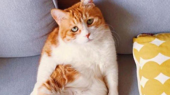 主人回家一直找不到猫主子 跑去厕所仔细看了看 眼前的一幕让人好气又好笑(图1)