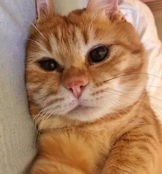 主人回家一直找不到猫主子 跑去厕所仔细看了看 眼前的一幕让人好气又好笑(图3)
