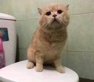 主人回家一直找不到猫主子 跑去厕所仔细看了看 眼前的一幕让人好气又好笑(图5)