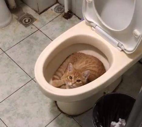 主人回家一直找不到猫主子 跑去厕所仔细看了看 眼前的一幕让人好气又好笑(图4)