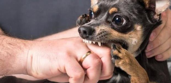 狗狗长期性被你打 便会出現这五个“并发症”！(图2)