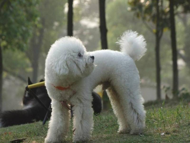 泰迪狗怎末训练 试试这三招(图2)